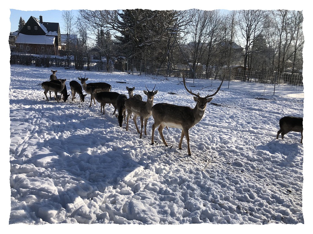 Damwild im Schnee